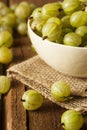 Organic Raw Green Gooseberries Royalty Free Stock Photo