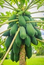 Organic raw green papaya abundantly on the tree. Young green papaya fruits plentifully on treetop. Plantation and productivity con