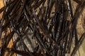 Organic Raw Madagascar Vanilla Beans Royalty Free Stock Photo