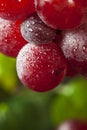 Organic Raw Red Grapes Royalty Free Stock Photo