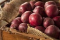 Organic Raw Red Potatoes Royalty Free Stock Photo