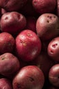 Organic Raw Red Potatoes Royalty Free Stock Photo