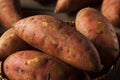 Organic Raw Sweet Potatoes Royalty Free Stock Photo