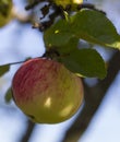 Organic red apple on branch, fruit on orchard ready for picking