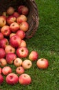 organic red apple falling from wooden basket Royalty Free Stock Photo