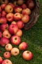 organic red apple falling from wooden basket Royalty Free Stock Photo