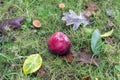 Organic red apple laying on wet grass