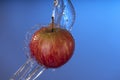 Organic red apple water splash blue background Royalty Free Stock Photo