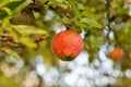 Organic red apples