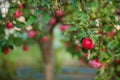 Organic red apples in a basket, under a tree in the garden, against a blurred background, at the end of midday sunlight