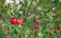 Organic red apples in a basket, under a tree in the garden, against a blurred background, at the end of midday sunlight Royalty Free Stock Photo