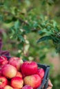 Organic red apples in a basket, under a tree in the garden, against a blurred background, at the end of midday sunlight