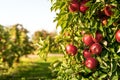 Fruit trees growing in rows in an orchard, on apple farm Royalty Free Stock Photo