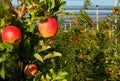 Organic red apples cultivated in an orchard