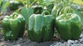 Organic red bell pepper ripening in a healthy environment of a greenhouse setting