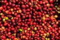 organic red berries coffee beans in full frame top view Royalty Free Stock Photo