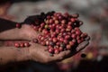 organic red berries coffee beans Royalty Free Stock Photo