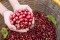 Organic red cherries coffee beans in hands Royalty Free Stock Photo