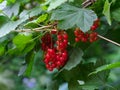 An organic red currant berries growing on a bush. Summertime..An organic ripe red currant berries growing on a bush. Summertime Royalty Free Stock Photo