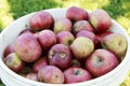 Organic Red Johnny Apples in a plastic bucket