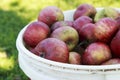 Organic Red Johnny Apples in a Plastic Bucket