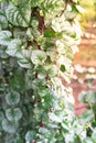 Organic red Malabar spinach vines and white flowers growing vertically at the garden in Texas, USA Royalty Free Stock Photo