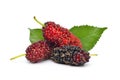 Organic Red Mulberry fruits