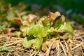 Organic red oak lettuce plant growing in organic garden Royalty Free Stock Photo