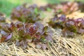 Organic red oak lettuce plant growing in organic garden Royalty Free Stock Photo