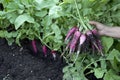 Organic red radish harvest in family vegetable garden