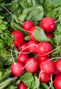 Organic Red Radishes Royalty Free Stock Photo