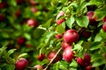 Organic red ripe apples on the orchard tree with green leaves