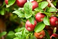Organic red ripe apples on the orchard tree with green leaves Royalty Free Stock Photo