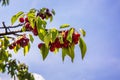 Organic red ripe cherries on a tree branch with blue sky on background. Selective focus
