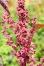 Organic Red spinach flower and seeds Royalty Free Stock Photo