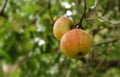 Organic red yellow apples on an apple tree, ripe for harvesting Royalty Free Stock Photo