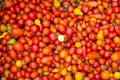 Organic red cherry tomatoes at a Farmer`s Market Royalty Free Stock Photo