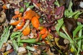 Organic refuse on compost heap