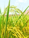 Organic Rice Crop is going to Golden for Harvest Royalty Free Stock Photo