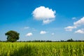 Beautiful blue sky and white cloudy sky background over the organic rice fields in countryside landscape of Thailand.