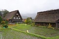 Organic rice feild in the village area Royalty Free Stock Photo