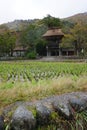 Organic rice feild in the village area Royalty Free Stock Photo