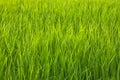 Organic rice field with dew drops