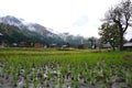 Organic rice field in the shirakawago village area