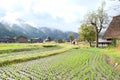 Organic rice field in the shirakawago village area Royalty Free Stock Photo