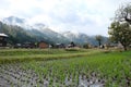 Organic rice field in the shirakawago village area Royalty Free Stock Photo