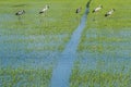 Organic rice fields and Cattle egret, local white birds walking and looking for shell food in the countryside landscape Royalty Free Stock Photo