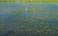 Organic rice fields and Cattle egret, local white birds walking and looking for shell food in the countryside landscape Royalty Free Stock Photo