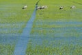 Organic rice fields and Cattle egret, local white birds walking and looking for shell food in the countryside landscape Royalty Free Stock Photo