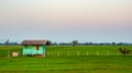 Organic rice fields with small green house and  sky cloudy background. Royalty Free Stock Photo